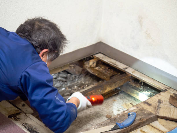 Best Commercial Mold Removal  in Shil, OH