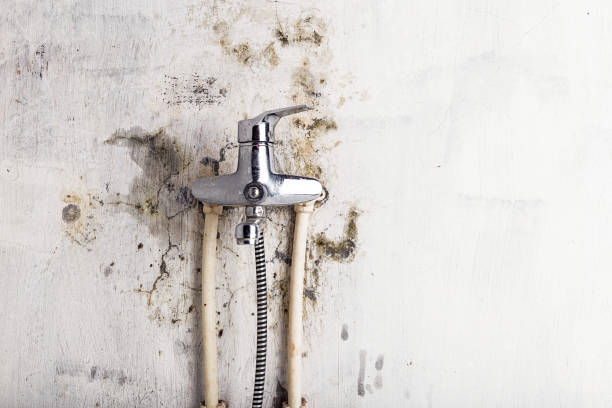 Best Best Mold Removal Companies  in Shil, OH