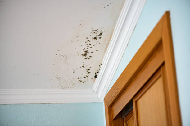 Shiloh, OH Mold Removal Company