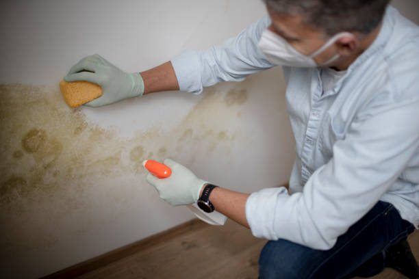 Best Affordable Mold Removal  in Shil, OH