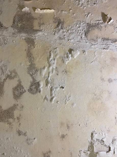 Best Mold Removal Near Me  in Shil, OH