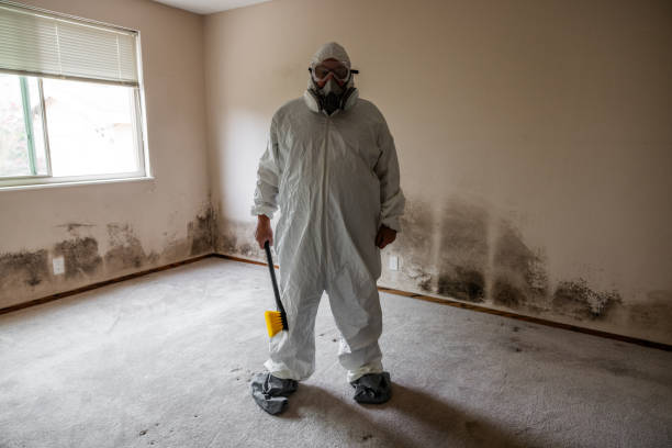 Best Local Mold Removal Service  in Shil, OH
