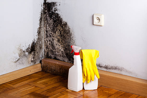 Best Black Mold Removal  in Shil, OH