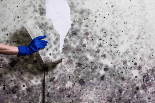 Best Professional Mold Removal  in Shil, OH